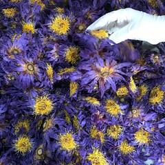 Blue Lotus | Nymphaea Caerulea| 100% Organic Herbal Hand Picked Pure Flowers Tea