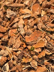 Herbs- Barks