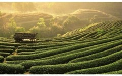 Jiaogulan Tea (Gynostemma Pentaphyllu) Organic – LOOSE TEA
