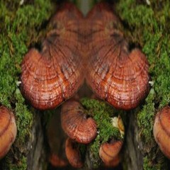 REISHI RED MUSHROOM Ganoderma Lucidum Health Benefits 100 Vegetarian Capsule