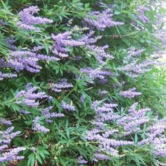 CHASTE TREE VITEX Extract ~ Fertility Menopause PCOS Handcrafted Folk Tincture ~