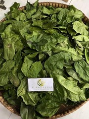 Daun Melinjo (Gnetum gnemon) Spanish Joint Fir Dried Leaves