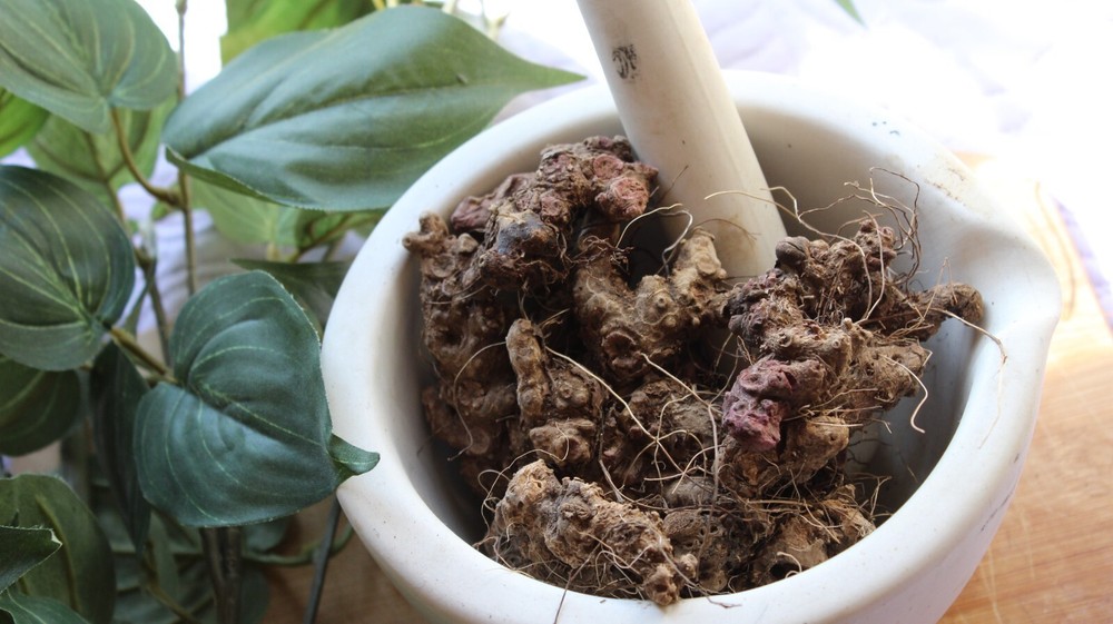 Stone Root – Whole Dried Root, Appalachian Mountains Wild Harvest