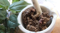 Stone Root – Whole Dried Root, Appalachian Mountains Wild Harvest