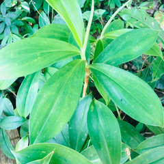 Organic Dried Insulin Plant Leaves Powder Costus Igneus Pure Natural Herbal Tea