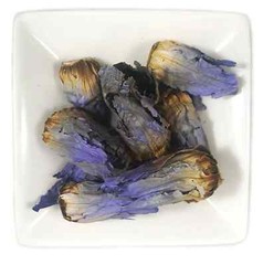 Blooming Blue Lotus Flowers Bulbs – Egyptian Pesticide Free – Free Sample #1 USA