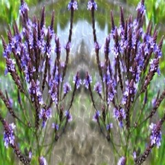 BLUE VERVAIN Powder Fresh Ground The Freshest It Can Be 100 V Capsules