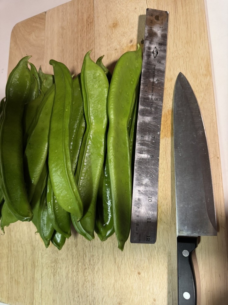10 Sword Seeds, 刀豆种子，fresh 2025