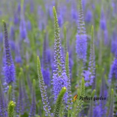100 Seeds Veronica Spicata Spiked Speedwell Resistant Perennial Blue Flowers