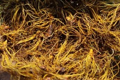 Goldenseal Root – Cut and Sifted Root, Appalachian Mountains Wild Harvest