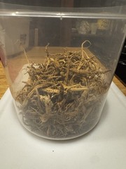 Wild American Ginseng Powder 16.4% Ginsenosides 164 mg/g Lab Tested