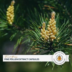 Forest Prana Pine Pollen Extract Capsules – 50:1 Extract – 120 Count Bottle