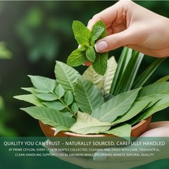 Dried Soursop Leaves 500-10000 Natural Graviola Sri Lanka Prime Ceylon