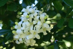 100 Seeds Murraya Paniculata Orange Jasmine China Box Rare Fragrant White Flower