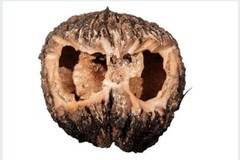 Black Walnut Hull | Whole or Powder | Natural Detox Parasite Support | 1/4/8 oz