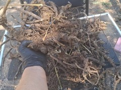 Fresh Wild-Harvested Oshá Root | Harvested Aug. 3, 2026 | Colo Rocky Mountains