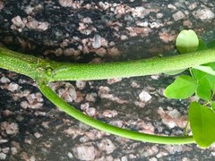 10 Pure MORINGA Stem Oleifera Drumstick Cutting from Tree of Life Stem Organic