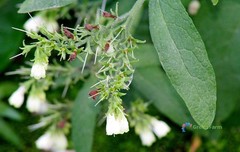100 Seeds Symphytum Officinale Common Comfrey Perennial Flowering Plant Boneset