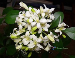 100 Seeds Murraya Paniculata Orange Jasmine China Box Rare Fragrant White Flower