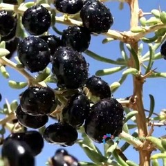 20 Seeds Lycium Ruthenicum Black Fruit Wolfberry Siyah Goji Kaokee Organic Berry