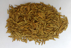 100% PURE KARVA INDRAJAU BITTER OLEANDER HOLARRHENA PUBESCENS – WHOLE***
