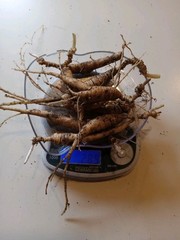Wild New York Catskill Mountain Region Ginseng Root 28.9 Grams Fresh