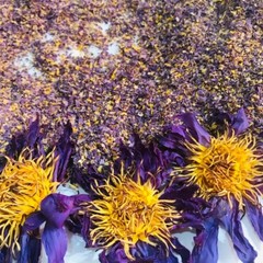 Ceylon Blue Lotus Nymphaea Caerulea |Pre-Ground Egyptian Blue Lily| Natural Tea