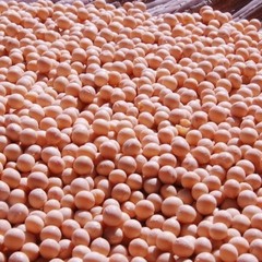 75+ Edamame Seeds Sweet Tender Soybean Spring Garden Planting Seeds FREE SHIP