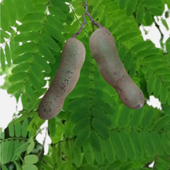 Dried Tamarind Leaves Organic 100% Pure Natural Free Shipping Sri Lanka