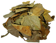 Soursop Tea Leaves Hojas de Guanabana Te Herbal Infusion Value Pack (105g)