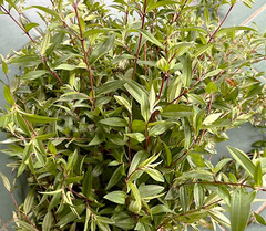 Dried Osbeckia Octandra Melastomatacea Ayurvedic Fatty Liver Cirrhosis Medicine