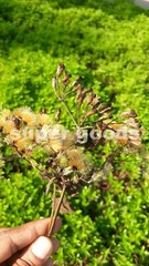 25/50/100PC Seeds Mexican Dream Herb Calea Zacatechichi Lucid Dream Herbal Plant