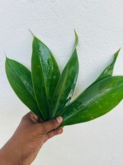 Insulin Plant Leaves (Costus igneus) – Fresh Herbal Leaves – Natural Ayurvedic