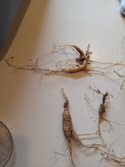 Wild New York Catskill Mountain Region Ginseng Root 28.9 Grams Fresh
