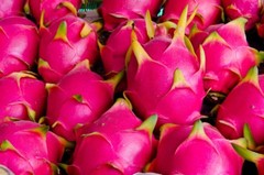DRAGON FRUIT PINK powder 8oz 16oz 1lb 32oz 2lb 4lb 10lb 55lb FREEZE DRIED PAJE