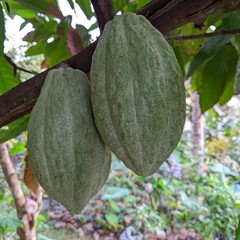 Ceylon Cocoa Leaves – 25-200 Organic, 100% Pure Dried Fresh High-Quality Leaves