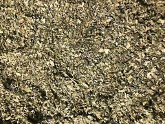 No.31 Mix – Clove Mint Skullcap Mullein Coltsfoot Lavender Raspberry – 4 Ounces