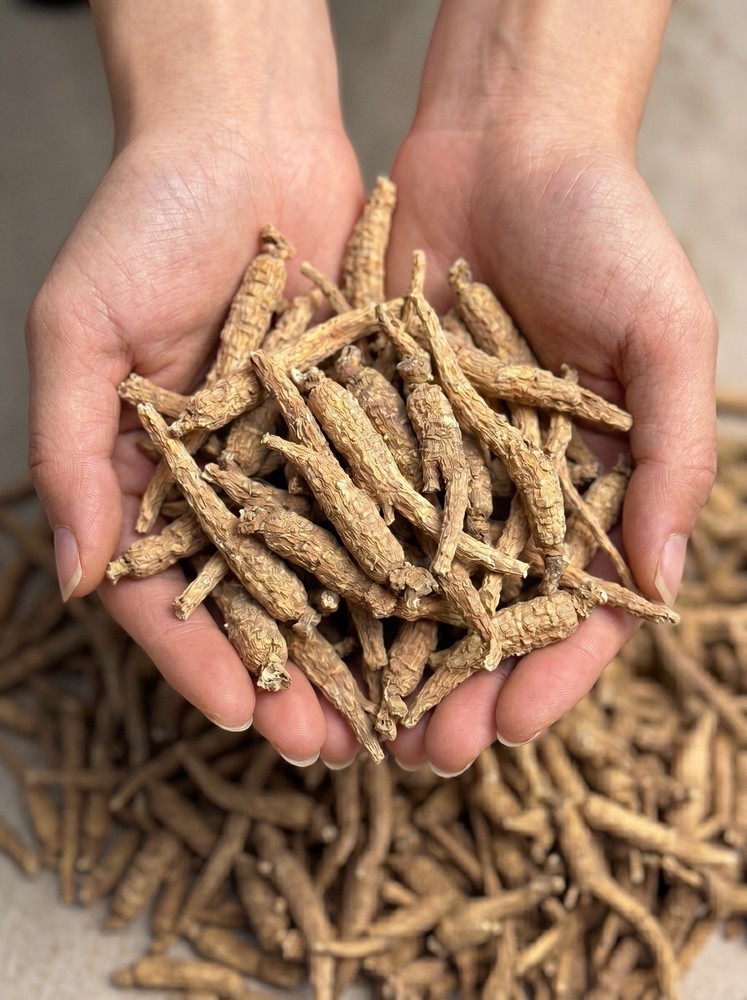 1 LB Wisconsin American Ginseng Root Dried Panax Quinquefolius 16oz US Seller
