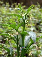 100 Seeds Symphytum Officinale Common Comfrey Perennial Flowering Plant Boneset