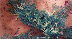 WHOLESALE!! WILD DEVILS CLAW ROOT POWDER NON-GMO BULK HERB TEA-1,2,3,4,5 LB