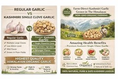 HILLS ORGANICS Kashmiri Garlic 500 gm | Natural Single Clove Lehsun | Snow Mount