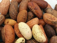 African Bitter Kola Nut – Freshly from Africa – 10 Nuts per Pack – High Quality