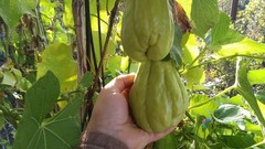 30 Seeds Chayote Mexican Cucumber Christophine Mirliton Güisquil Edible Plants