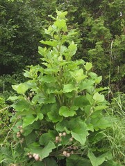Organic Burdock Root Dried Cut ~ Arctium Lappa ~ 100% Premium