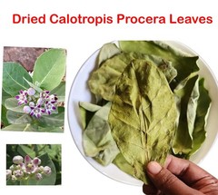 200+ Calotropis Procera Leaves – Sodom Apple Dead Sea Dried Herb from Ceylon