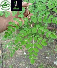 Ceylon Moringa Leaves Whole Dried Natural Moringa Oleifera Herbal Leaf