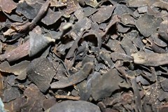 Bladderwrack – Natural Seaweed Kelp Herbs