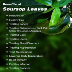 400+ ORGANIC Dried Soursop Leaves Herbal Tea Annona Hojas De Guanabana Graviola