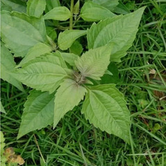 100g Dream Herb Calea Zacatechichi Leaf Powder Schmerbals Herbals Free Shipping