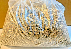 Moringa Wingless Seeds Oleifera Raw Seeds Drumstick Tree Moringa Limpia